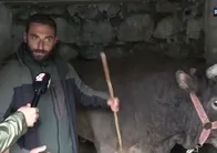 Ayder’de boğa güreşleri heyecanı