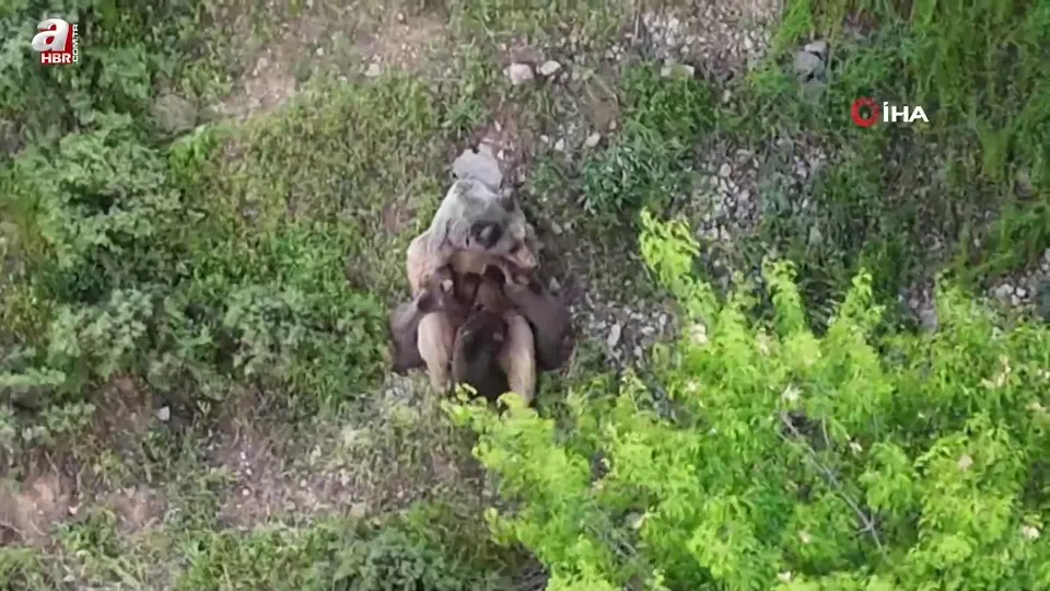 Yavrularını emziren ayı böyle görüntülendi