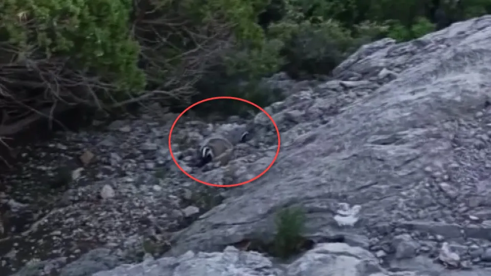 Görüntülenirken aniden kükreyip saldırıya geçti! DKMP videoyu paylaştı: Kaç kaç kaç!