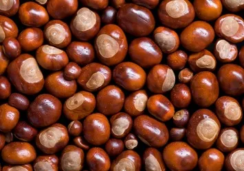 At kestanesinin bilinmeyen 5 faydası!