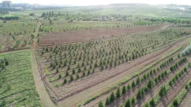 OGM başvuru sonuçları son durum: İŞKUR 2022 Orman Genel Müdürlüğü personel alımı kura çekimi ne zaman yapılacak?