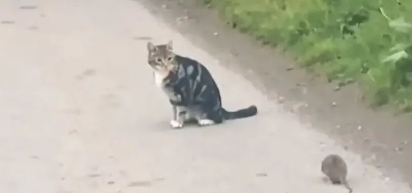 Afyonkarahisar’da ilginç olay! Kedi fareyle değil, fare kediyle oynadı