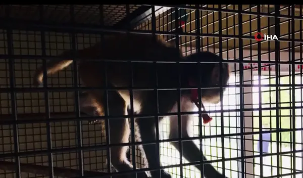 JASAT'tan hayvan kaçakçılarına operasyon! Beyaz Kaplan ve Hint Şebeği çıktı - 3