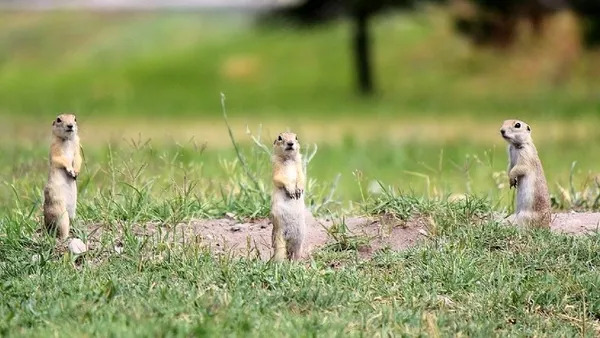 ABD’de çarpıcı araştırma: Yer sincapları insanlara benzer karakterlere sahip