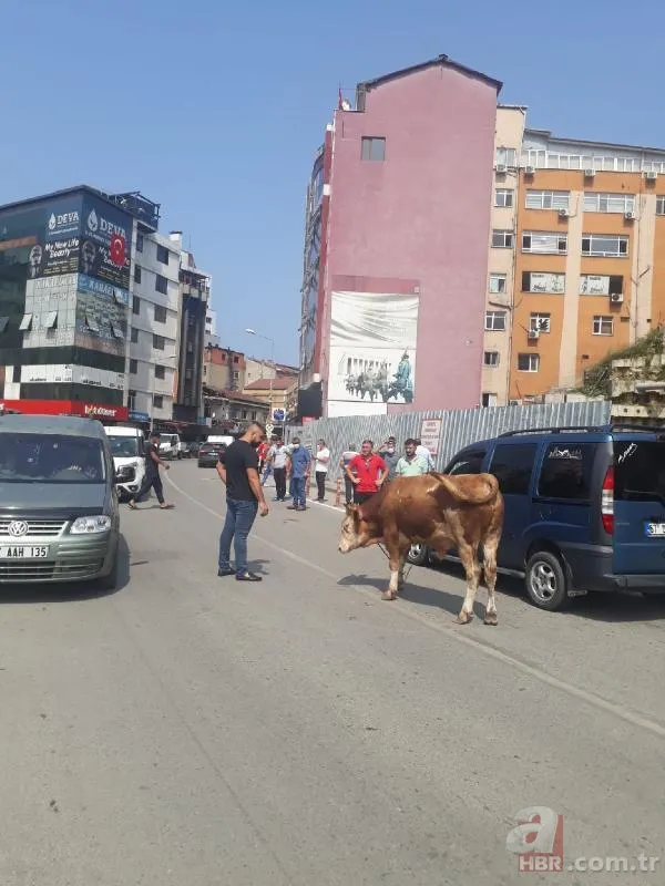 Kurban Bayramı'na saatler kala hareketli dakikalar! Kiminin kolu çatladı, kiminin boğası kaçtı 10