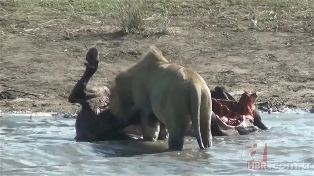 Zürafa aslanlara yem olmaktan kurtulamadı! Vahşi doğanın acımasız yüzü 24