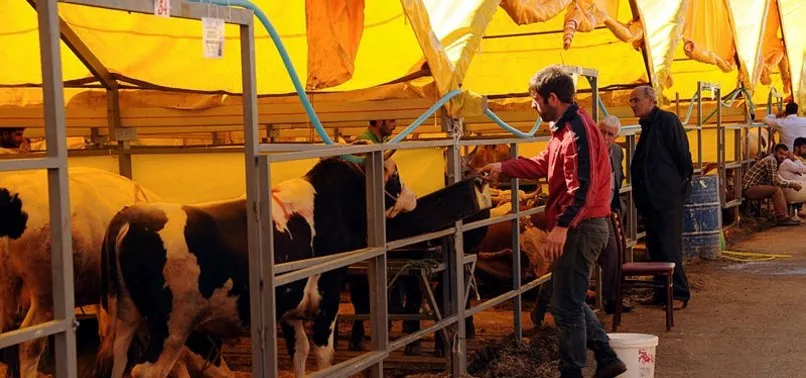 2018 Kurban Bayramı için büyükbaş kurbanlık fiyatları