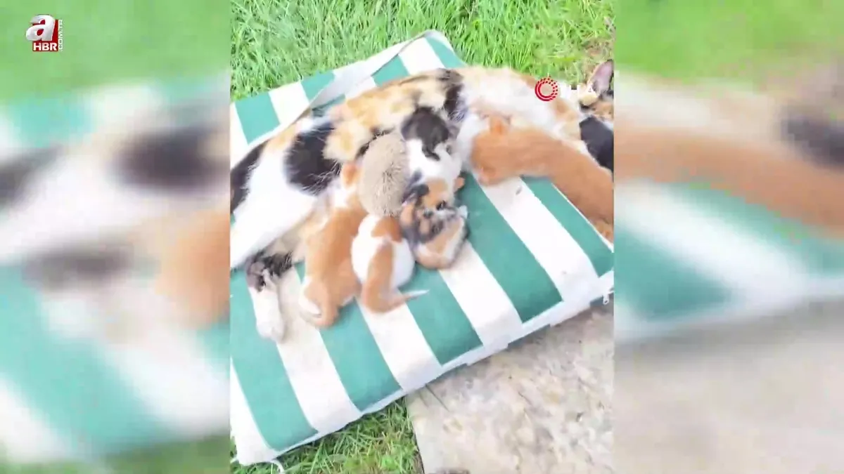 Kedi ve kirpilerin süt kardeşliği