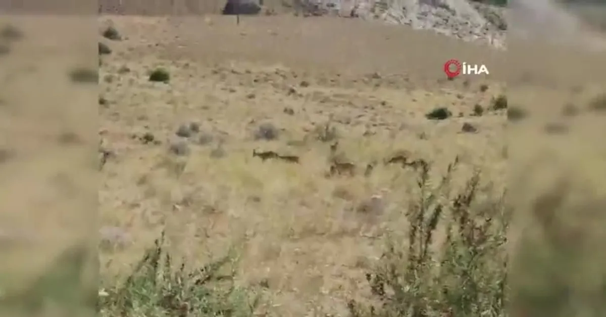 Sürü halindeki dağ keçileri böyle görüntülendi