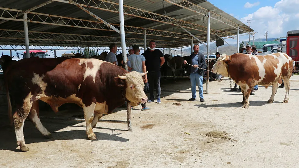 Kurban pazarına damga vurdular! 1'er ton çeken kurbanlıkların fiyatları dudak uçuklattı