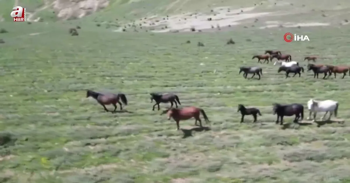 Yayladan aşağı inen yılkı atları böyle görüntülendi