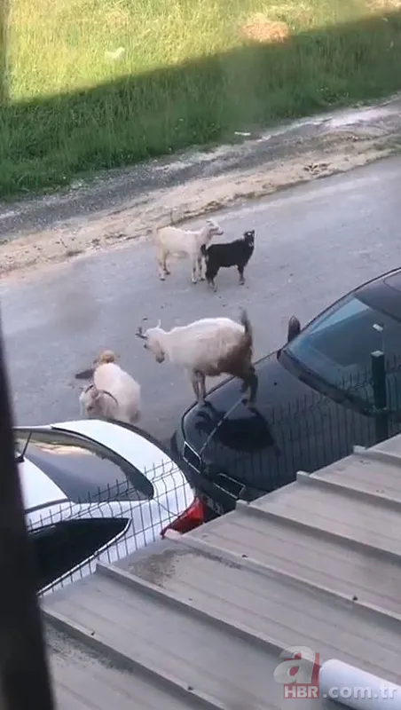 İstanbul’da şaşkına çeviren manzara! Keçiler arabanın kaputunda böyle tepindi 2