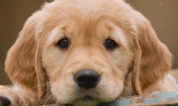 Hayvan hakları yasasında neler var? Yeni Hayvan Hakları yasası neleri kapsıyor, cezaları ne? İşte maddeleri...