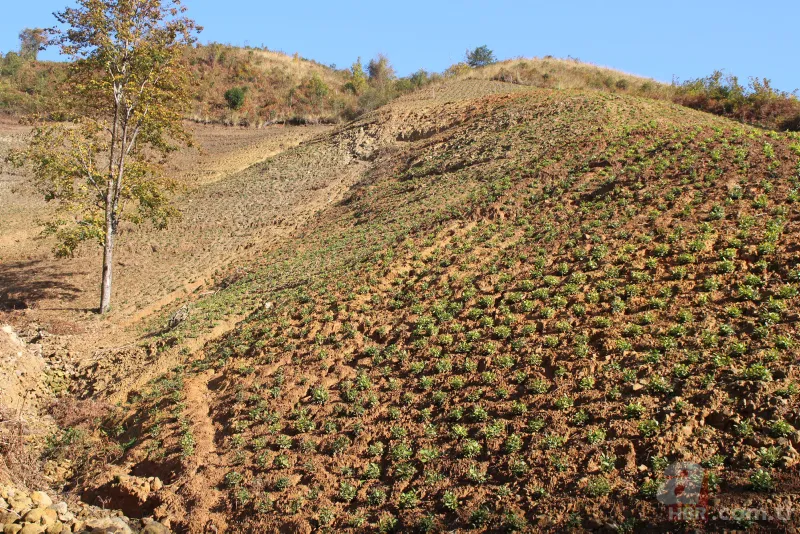 Tarladaki ürünleri tek tek söküyorlar! Uzman isim uyardı: Sıkıntı yaşarız 10
