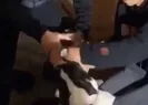 Köpeğe zorla alkol içirdiler
