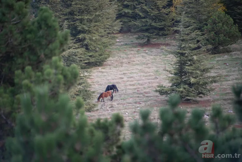 Sonbaharın renkleri Spil Dağı'nda! Orman manzarası mest etti 1