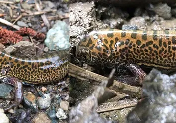 Rize'de Kafkas semenderi bulundu