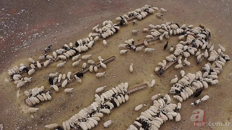 Tarım ve Hayvancılık Destek Paketi Başvuru 2025 | Şartları neler, ne kadar ödenecek? 3