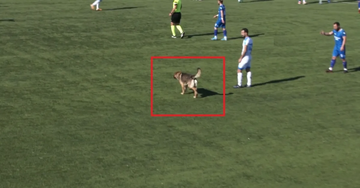 Köpek sahaya girdi maç durdu |Video