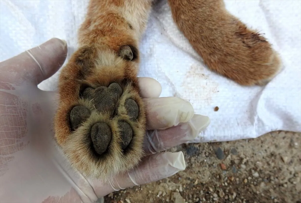 Nesli tükenme tehlikesi altında! O ilde ölü olarak bulundu