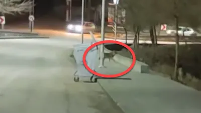 Sürü halinde ortaya çıktılar