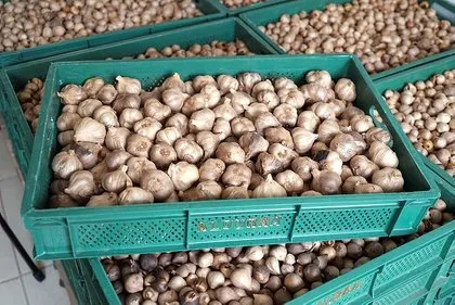 Siyah sarımsak nedir? Siyah sarımsağın faydaları nelerdir? Nasıl tüketilir?
