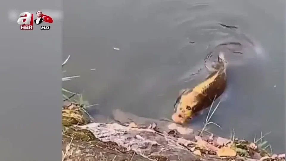 İnsan yüzlü balık bulundu!