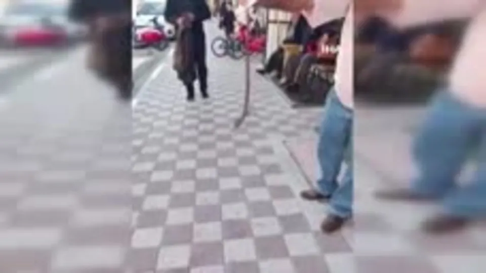 Kahvehanede yılan paniği! Korku dolu anlar