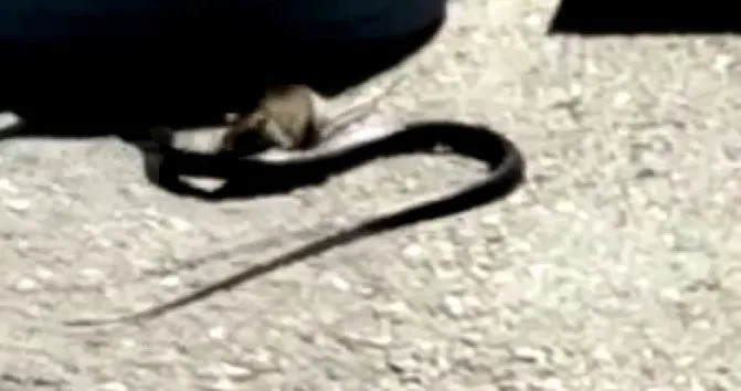 Görüntüler Antalya’da kayda geçti! Fare yavrusunu yılanın ağzından kurtarmaya çalıştı
