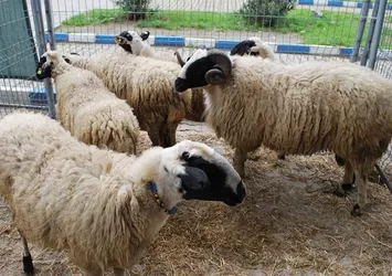 Dişi ya da erkek hayvandan hangisinin kurban edilmesi daha faziletlidir?