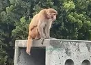 Firari maymun Fatihi karıştırdı! Hareketli dakikalar