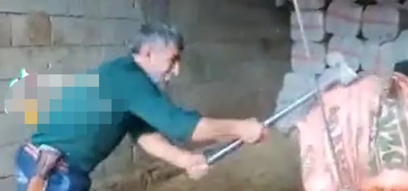 Bu görüntüleri izlemeye yürek dayanmaz! Sözde kasap keseceği boğayı balyozla başına vurarak öldürdü | 5 şüpheli gözaltına