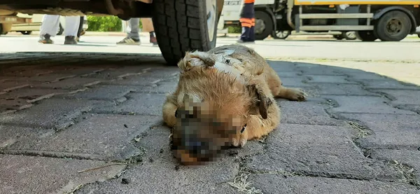 1630164201489.jpg Antalya'da canilik: 5 yavru köpek önce zehirlendi ardından yakıldı - 1