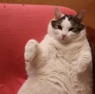 11 kiloluk kedi diyetle zayıflayacak