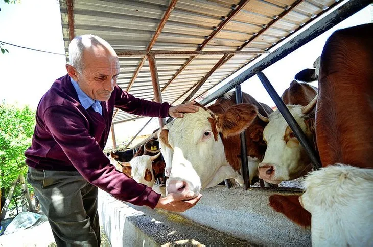 Kurbanlık fiyatları il il belli oldu: 2022 koyun, keçi, sığır küçükbaş, büyükbaş kurbanlık fiyatları ne kadar, kaç TL?