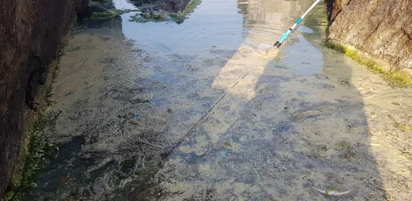 Son dakika: Karadeniz'de şaşırtan görüntü! Nedeni belli oldu