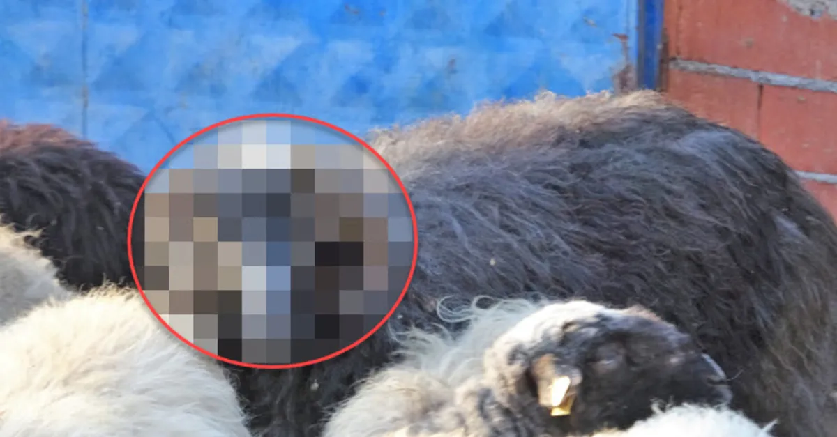 1 aylıkken fark etti…Paha biçemiyor! Bu koçu görenler hayrete düştü
