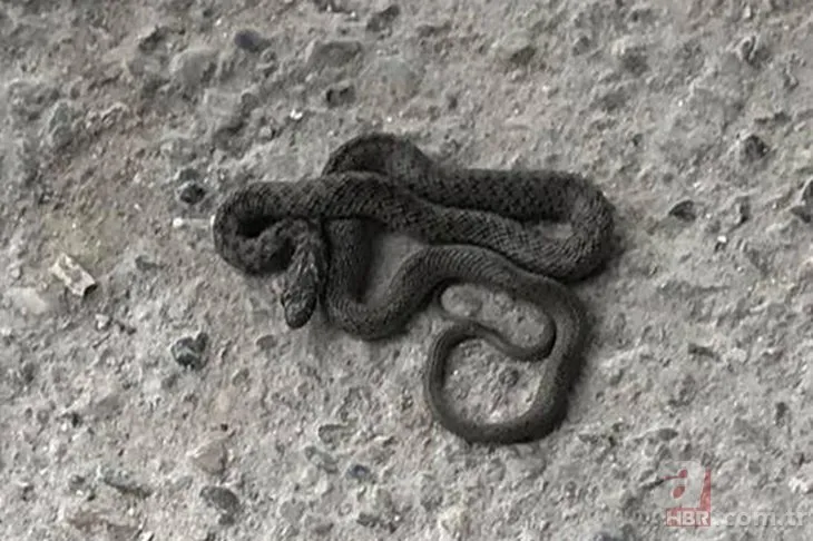 Kış uykusundan uyandılar! 🐍 Bir anda fırlayan yılan tek ısırıkla ölümün pençesine itti