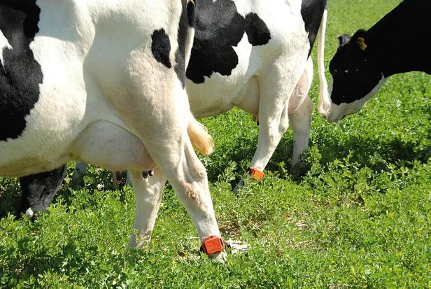 Çiğ süt zammı son dakika: Ulusal Süt Konseyi 2021 çiğ süt fiyatı ne kadar, kaç TL oldu? Ne zaman geçerli olacak?