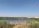 Piknik faciası!