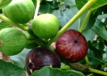 Türkiye'den ihracat ve üretim atılımı