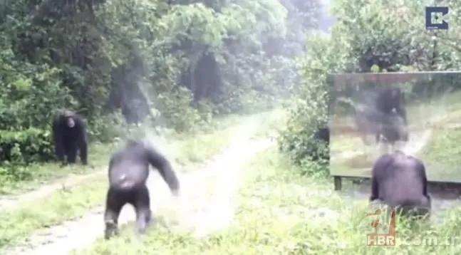 Vahşi doğada daha önce böylesi görülmedi! Goril aynada kendisini görünce saldırmaya başladı 18