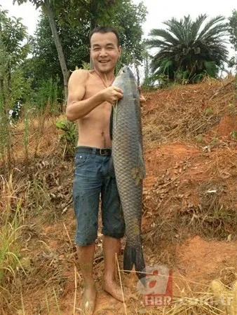 Tavuk kümesine girince gözlerine inanamadı 🐓 Beslediği tavuğun yumurtası... 16