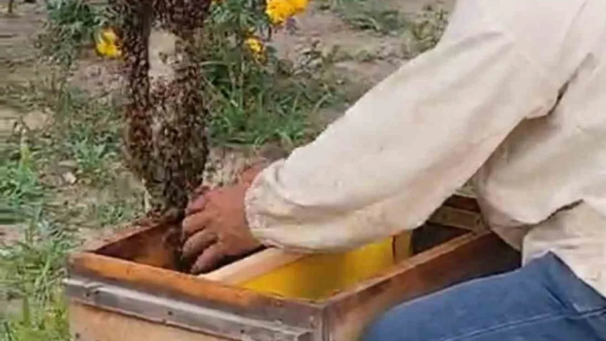 Iğdır'da kraliçe arının peşinden gelen binlerce arı şehir merkezini istila etti