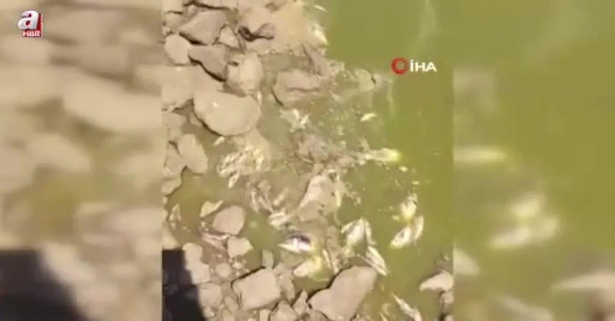 Gölette sular çekildi balıklar telef oldu