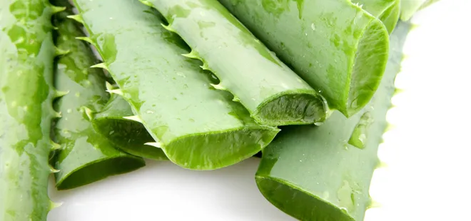 Meğer çok faydalıymış! Evde Aloe vera bakmanız için 7 neden!
