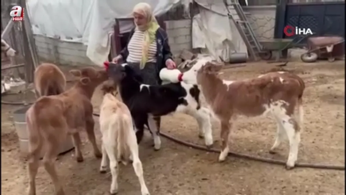 Diyarbakır'da 14 inek çalındı yavrular biberonla besleniyor