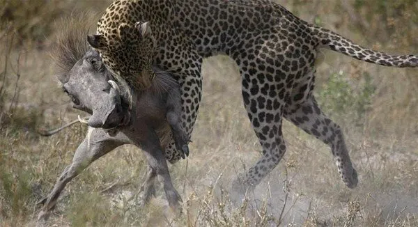 Aslan ve kaplanın karşılaşması nefesleri kesti!