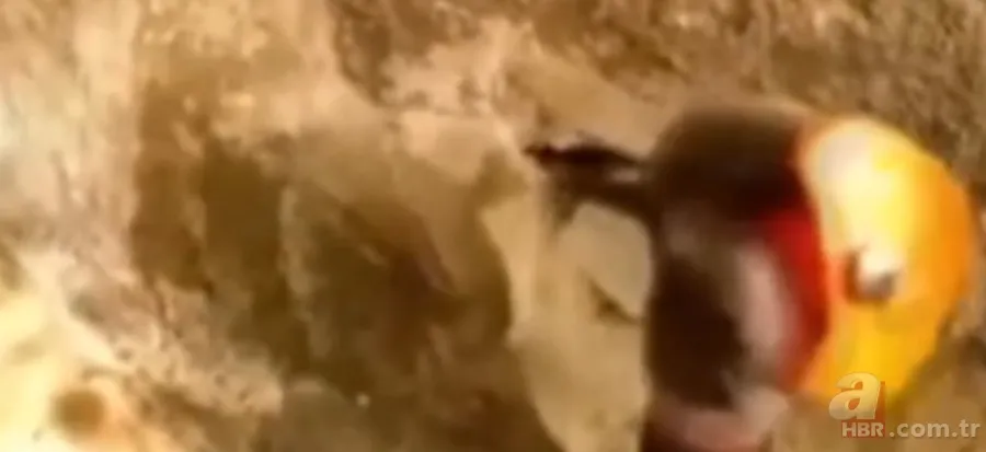 ''Defineyi koruyan yılan'' efsanesi gerçek oldu! Taş kesilmiş yılanın hikayesi ürküttü 4