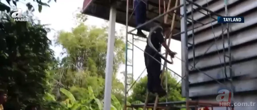 Fabrikada dev piton paniği! Yılan avcısı genç kadın... 15